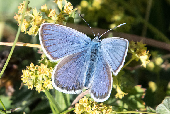 Plebejus idas-5298 - Termignon - 15/07/22