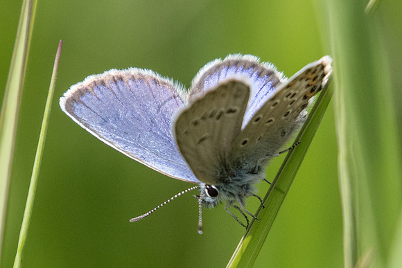Plebejus idas-1045 - Estenc - 1780m - 28/06/20
