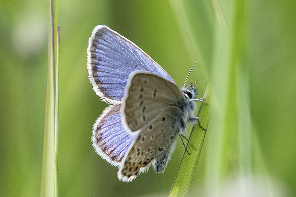 Plebejus idas ♂-1041 - Estenc - 28/06/20
