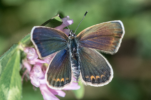 Plebejus idas ♀-4569 - Isola 2000 - 26/06/21