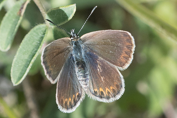 Plebejus idas ♀-5564 -  St Dalmas de selvage - 27/06/21