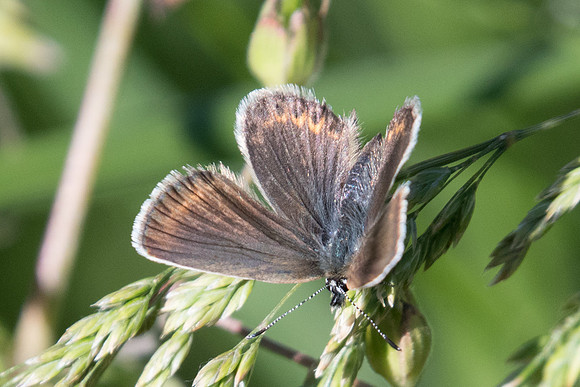 Plebejus idas ♀-2243 - route col des champs - 30/06/20
