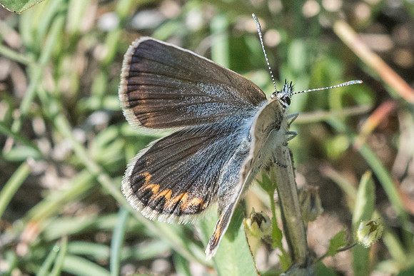 Plebejus idas ♀-5559 - St Dalmas de selvage - 27/06/21