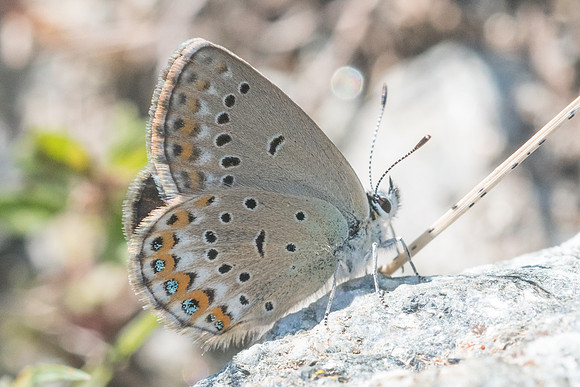 Plebejus idas ♀-5535 - St Dalmas le Selvage - 27/06/21