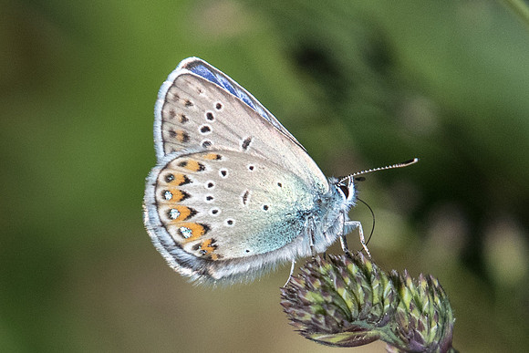 Plebejus idas-2234 - route col des champs - 30/06/20
