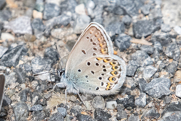 Plebejus idas-4353 - Col de l'Izoard - 2/07/20