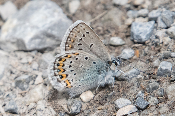 Plebejus idas-4404 - Col de l'Izoard - 2/07/20