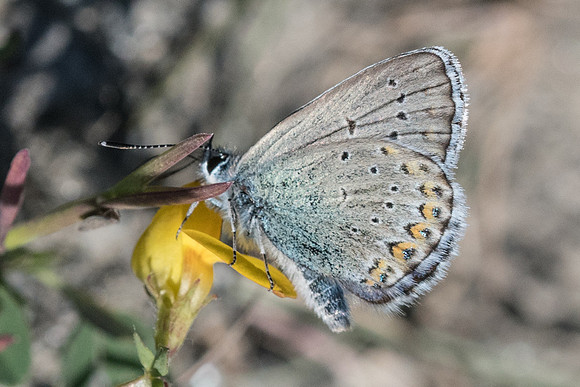 Plebejus idas-5580 - St Dalmas le servage - 27/06/21