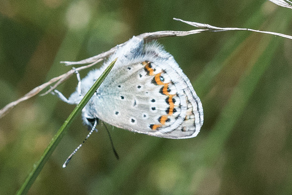 Plebejus idas - 2803 - lac de Bouillouse - 17/07/23
