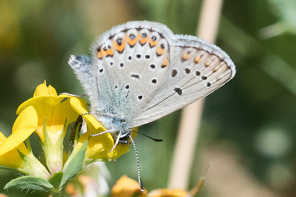 Plebejus idas - 6054 - Llo - 20/07/23