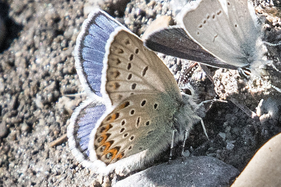 Plebejus idas ♂-2683 - Estenc - 30/06/20