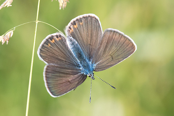 Polyommatus amandus ♀ - 5195 - Entraunes - 6/07/21