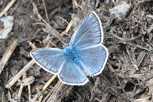 Polyommatus amandus ♂-7366 - Beuil - 28/06/21