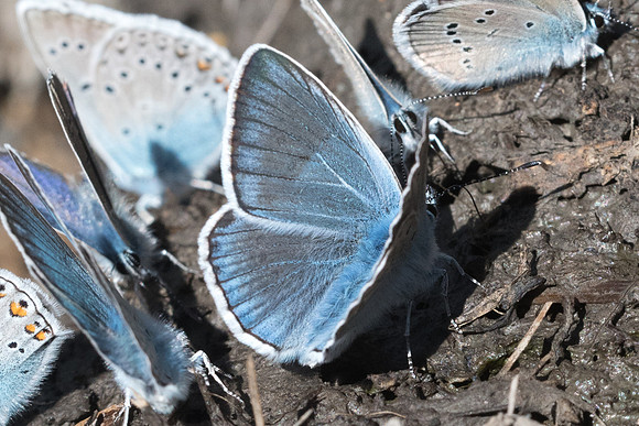Polyommatus amandus ♂-2968 - Beuil - 25/06/21
