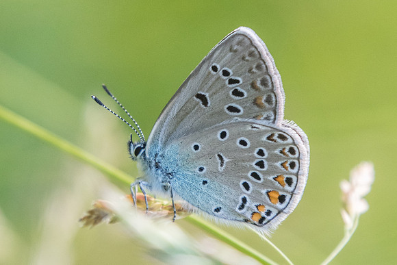 Polyommatus amandus - 5207 - Entraunes - 6/07/21