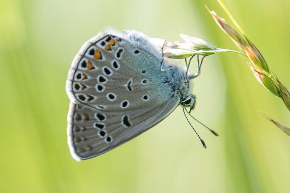 Polyommatus amandus ♀-5145 - Entraunes - 6/07/21