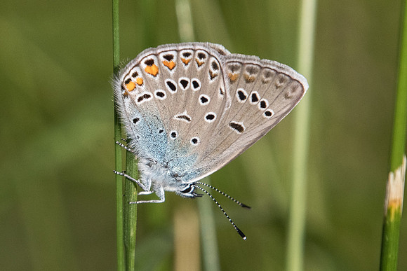 Polyommatus amandus ♀-5157 - Entraunes - 6/07/21