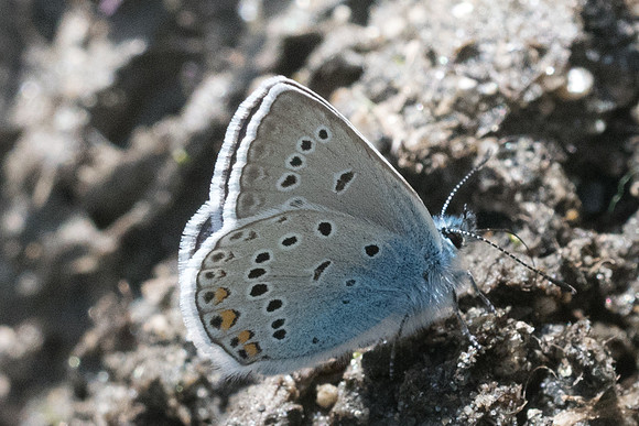 Polyommatus amandus-5636 - Bolquere - 19/07/23