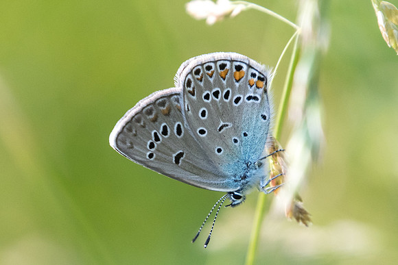 Polyommatus amandus - 5205 - Entraunes - 6/07/21