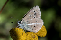 Polyommatus damon-8374 Casterino (Tende) 13/09/20