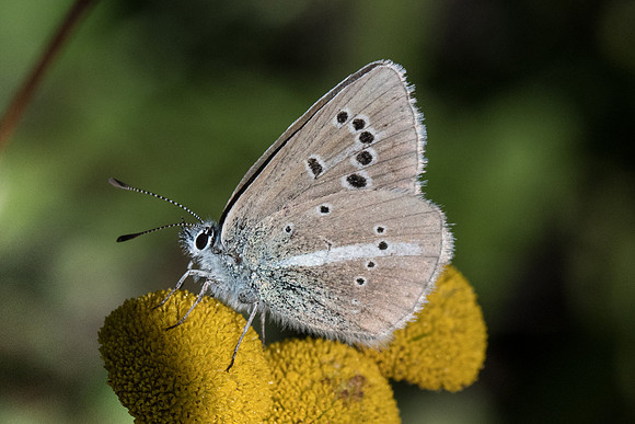 Polyommatus damon-8374 Casterino (Tende) 13/09/20