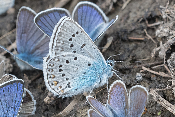 Polyommatus amandus ♂-7356 - Beuil - 28/06/21