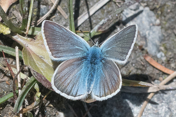 Polyommatus damon ♂-1817- Cervieres - 1/07/21