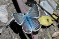 Polyommatus damon ♂-1776 - Cervières - 1/07/21