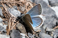 Polyommatus damon ♂-3881 - Col de la cayolle - 05/07/21