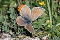 Polyommatus damon ♀-4060 - Lac de l'Orceyrette - 20/07/22