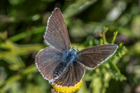 Polyommatus damon ♀-8380 - Tende - 13/09/20