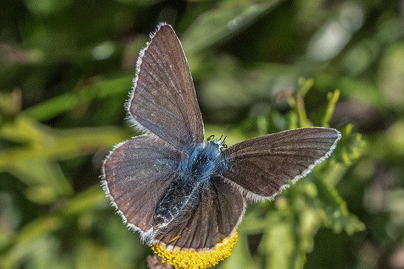 Polyommatus damon ♀-8380 - Tende - 13/09/20