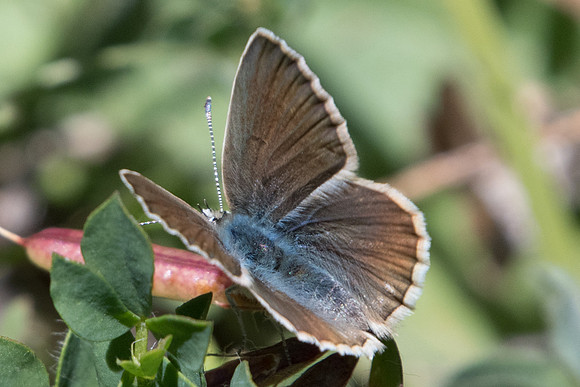 ¨Polyommatus damon-8215
