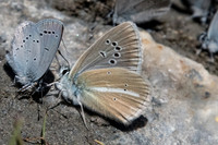 Polyommatus damon -1785 - Cervières - 1/07/21