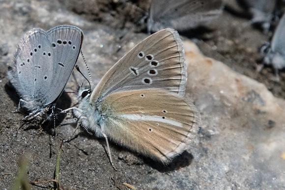 Polyommatus damon -1785 - Cervières - 1/07/21