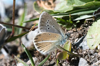 Polyommatus damon -1824 - Cervières - 1/07/21