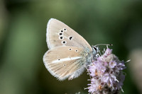 Polyommatus damon-8475 --Casterino ( Tende) - 13/09/20