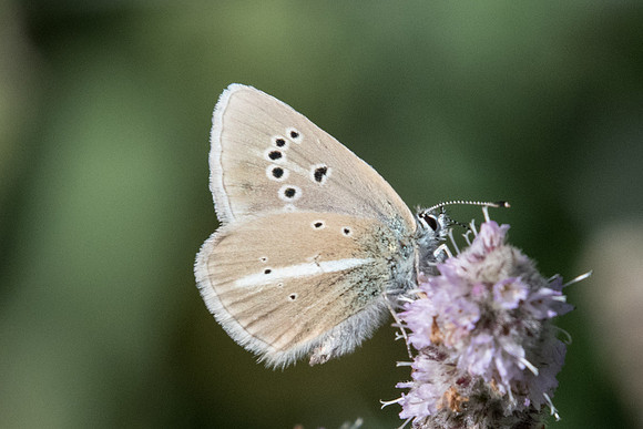Polyommatus damon-8475 --Casterino ( Tende) - 13/09/20