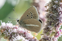 Polyommatus damon-8466 Casterino (Tende) - 13/09/20