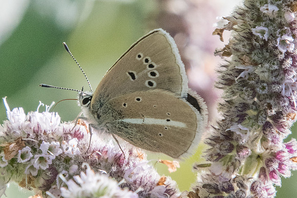 Polyommatus damon-8466 Casterino (Tende) - 13/09/20