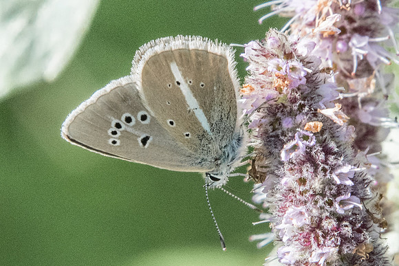 Polyommatus damon-8490 - Casterino (Tende) -  13/09/20