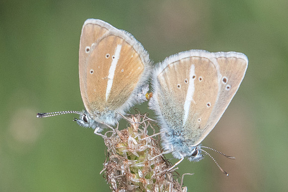 Polyommatus damon couple-5903 - Route col de l'Izoard 22/07/22