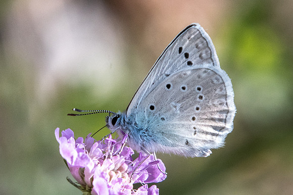 Polyommatus daphnis - 4682 - Argentière la bessée - 20/07/22