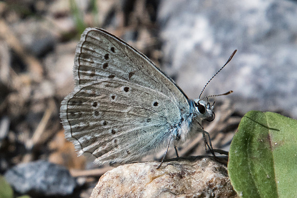 Polyommatus daphnis-3525 - Argentière la bessée - 19/07/22
