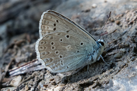 Polyommatus daphnis-3542 - Argentière la bessée - 19/07/22
