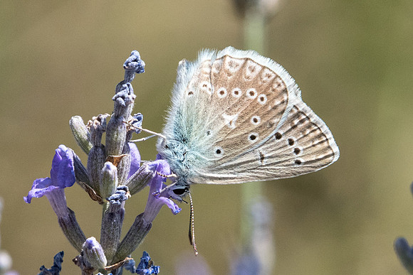 Polyommatus daphnis-3660 - Argentière la bessée - 19/07/22