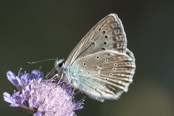 Polyommatus daphnis - 4926 - Argentière la bessée - 20/07/22