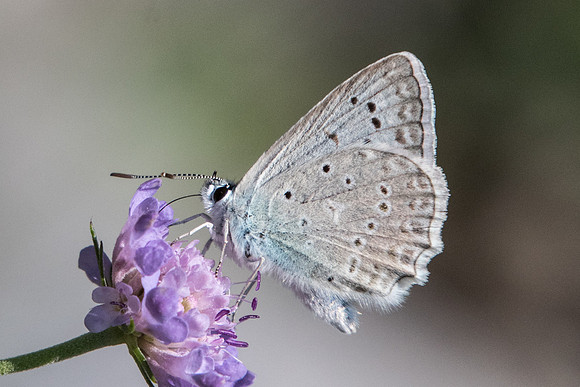 Polyommatus daphnis-3359 - Argentière la bessée - 19/07/22