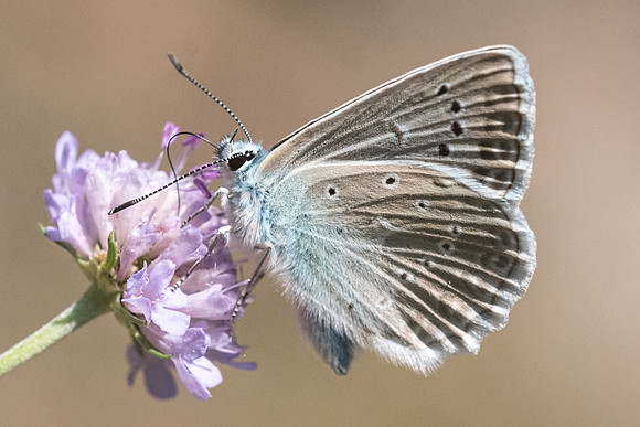 Polyommatus daphnis-4931 - Argentière la bessée - 20/07/22