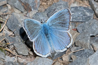 Polyommatus dorylas-6804 - Err (Puigmal) - 22/07/23